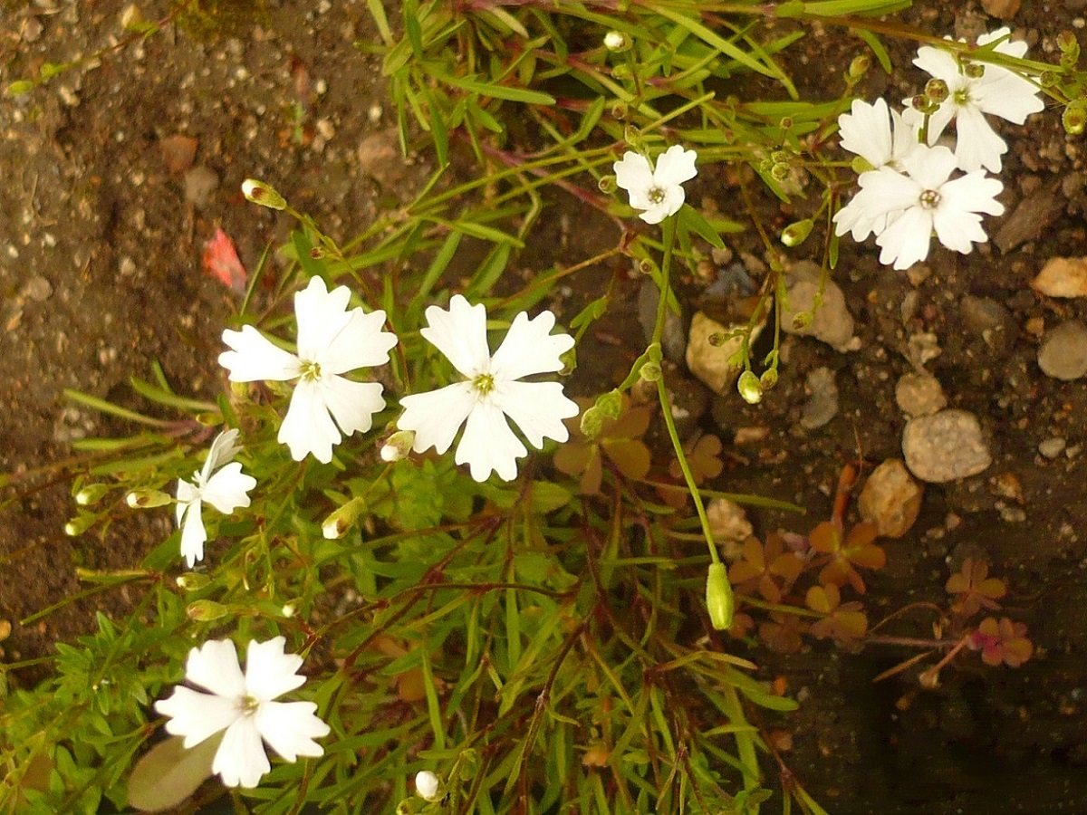 Heliosperma pusillum subsp. pusillum (Caryophyllaceae)